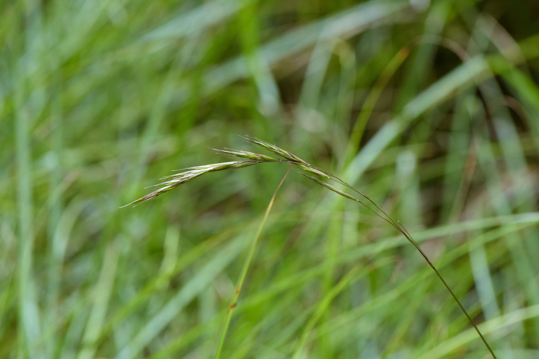 Plancia ëd Bromus morrisonensis Honda