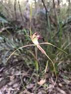 Caladenia brownii Hopper resmi