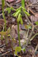 Image of Tall shield orchid