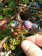 Sivun Vaccinium macrocarpum Aiton kuva