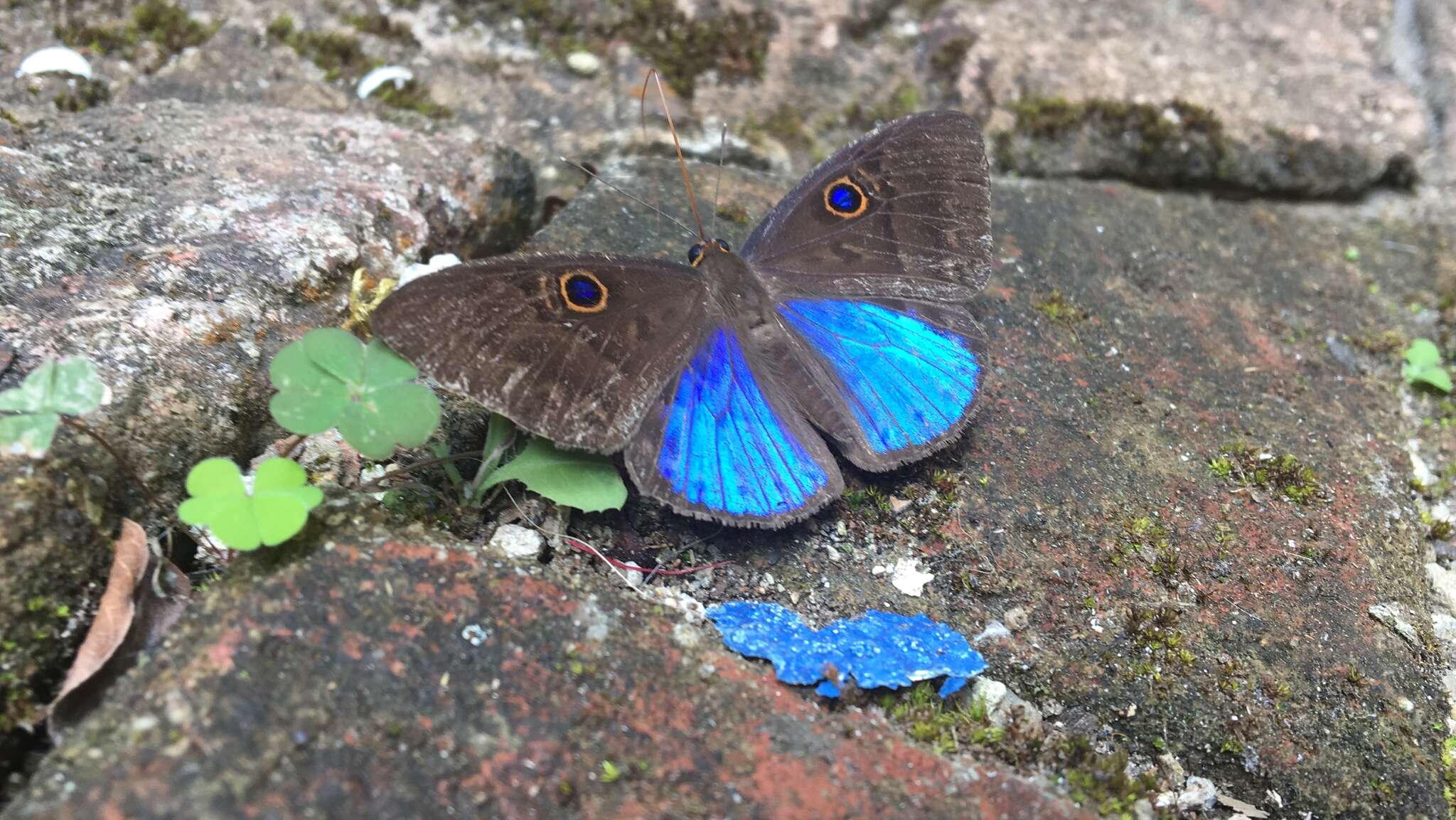 Слика од Eurybia lycisca Westwood (1851)