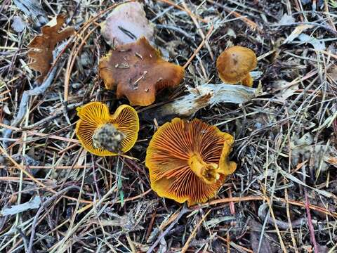 Image of Cortinarius croceus (Schaeff.) Gray 1821