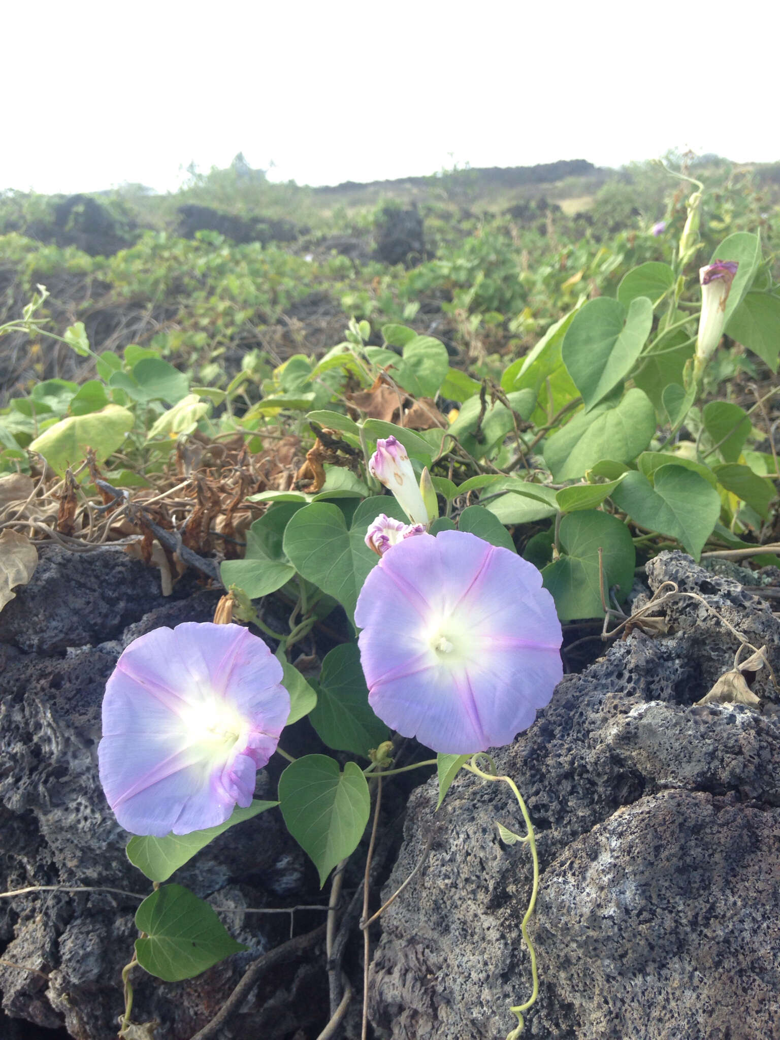 Sivun Ipomoea indica (J. Burman) Merr. kuva