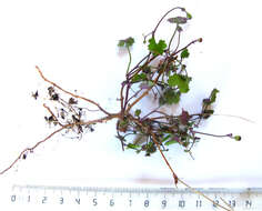 Image of Cineraria lobata L'Hér.