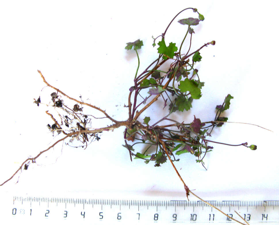 Image of Cineraria lobata L'Hér.