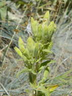 Image of Spalding's Catchfly