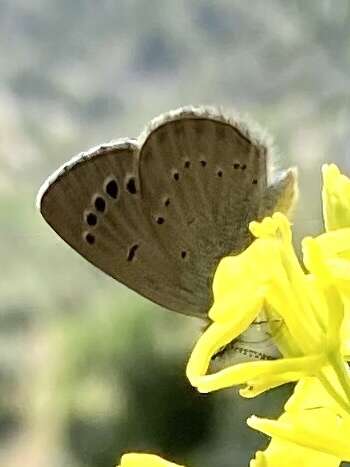 Image of Paphos Blue