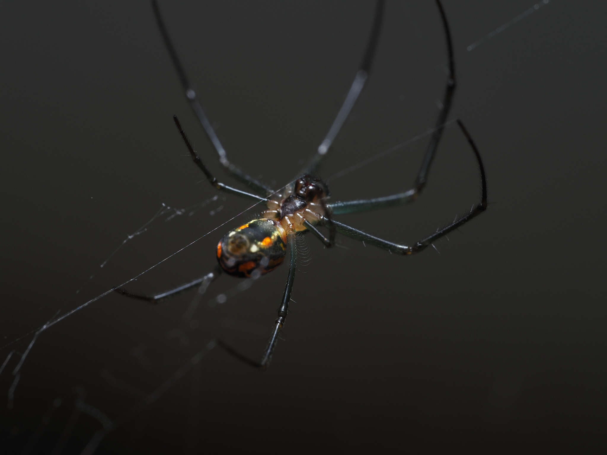 Image of Leucauge regnyi (Simon 1898)