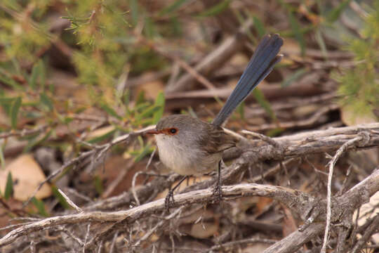 Image of Blue-breasted Fairy-wren