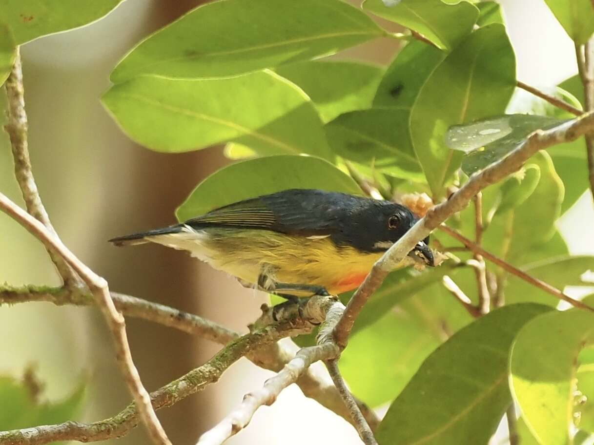 Image of Prionochilus Strickland 1841