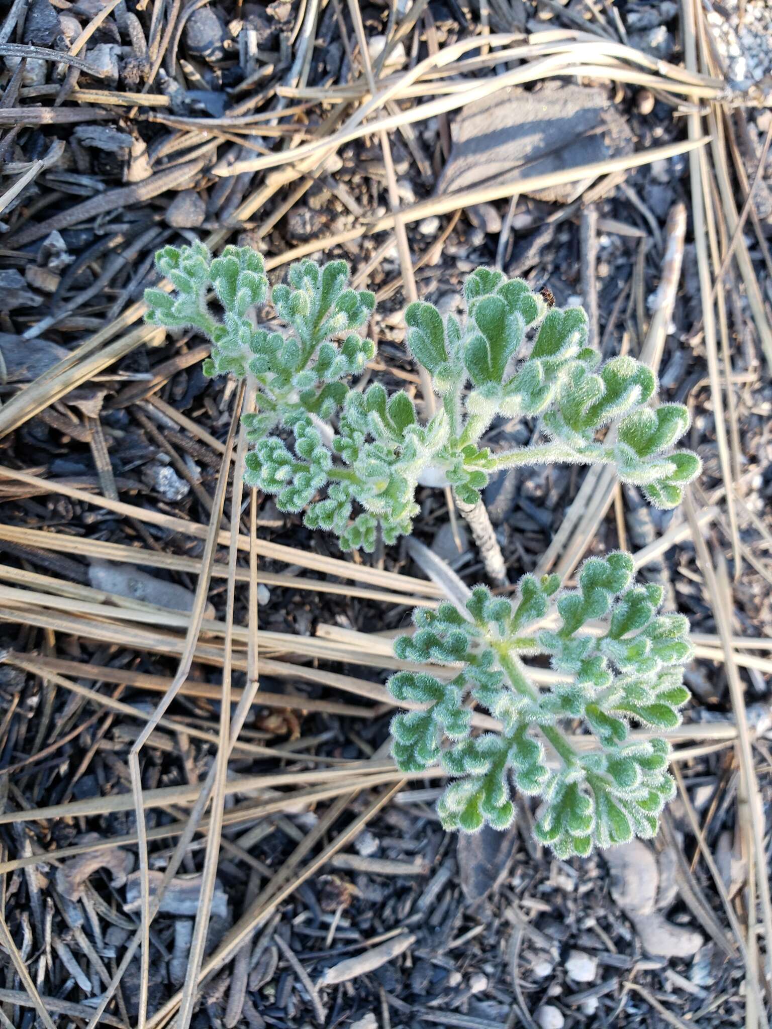 Image of woolly mountainparsley