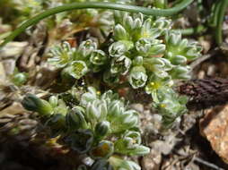 Image of Scleranthus perennis subsp. perennis