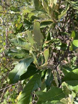 Image of Brachylaena discolor var. transvaalensis (E. Phillips & Schweick.) H. J. Beentje