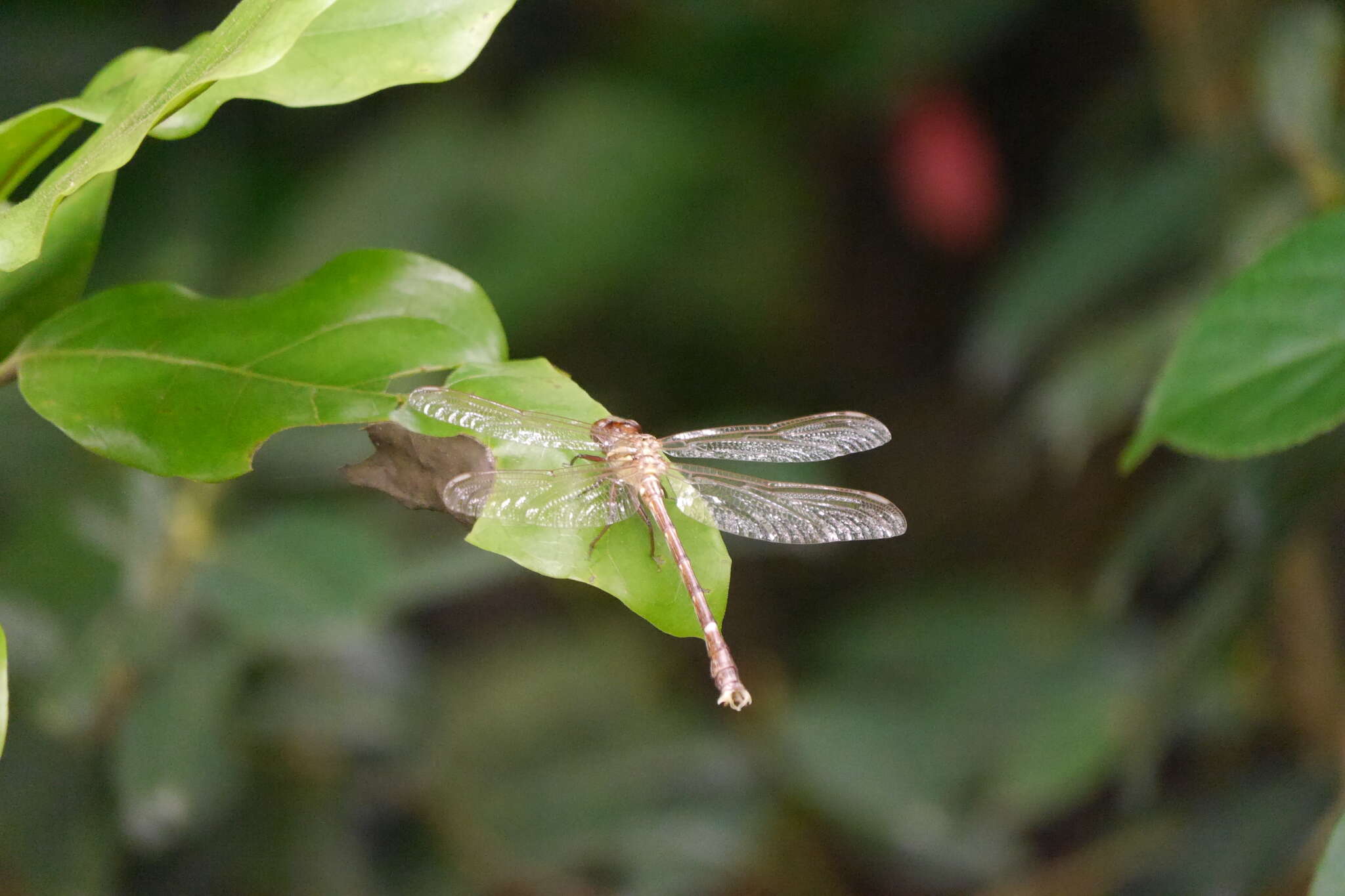 Image of Heliogomphus scorpio (Ris 1912)