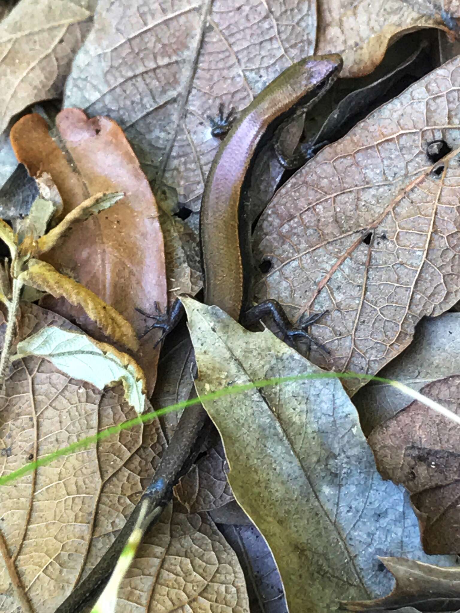 Image of Taylor's Ground Skink