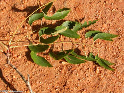 Image of Neobeguea mahafaliensis J. F. Leroy