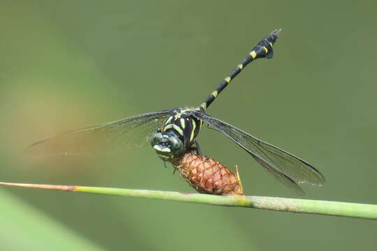 صورة Ictinogomphus decoratus (Selys 1854)