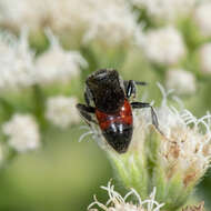 Image of Sphecodes heraclei Robertson 1897