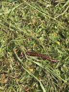 Image of Florida Keys Centipede