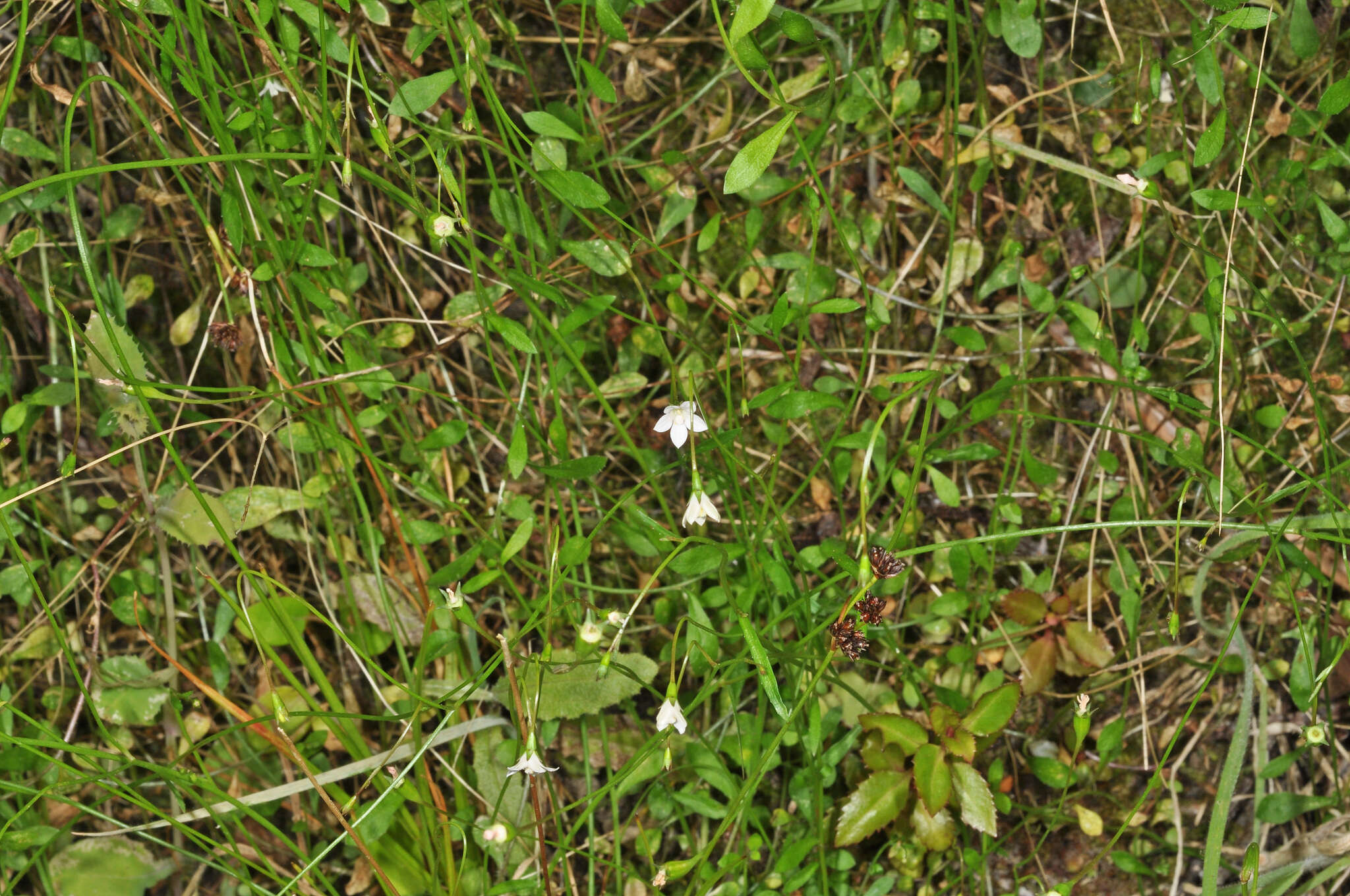 Image of Wahlenbergia rupestris G. Simpson