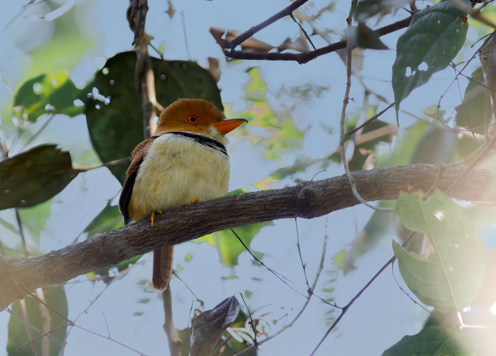 Image of Collared Puffbird