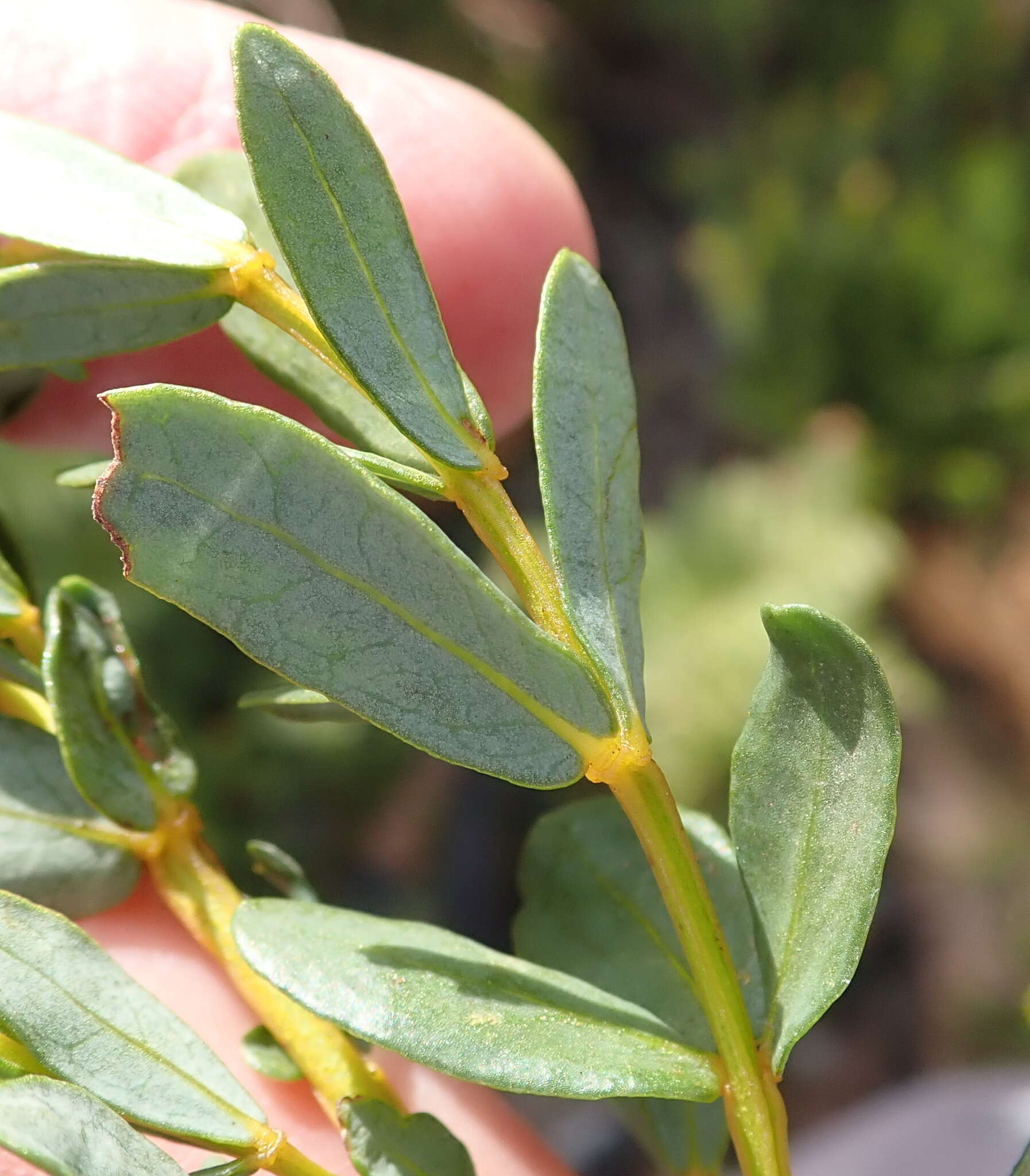 Image of Cyclopia sessiliflora Eckl. & Zeyh.