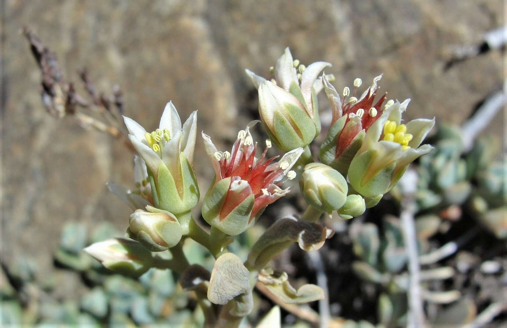 Sivun Sedum paradisum subsp. subroseum kuva