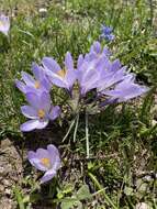 Image of Crocus neapolitanus (Ker Gawl.) Loisel.