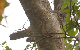 Image of Paradise Riflebird