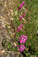 صورة Silene scabriflora Brot.