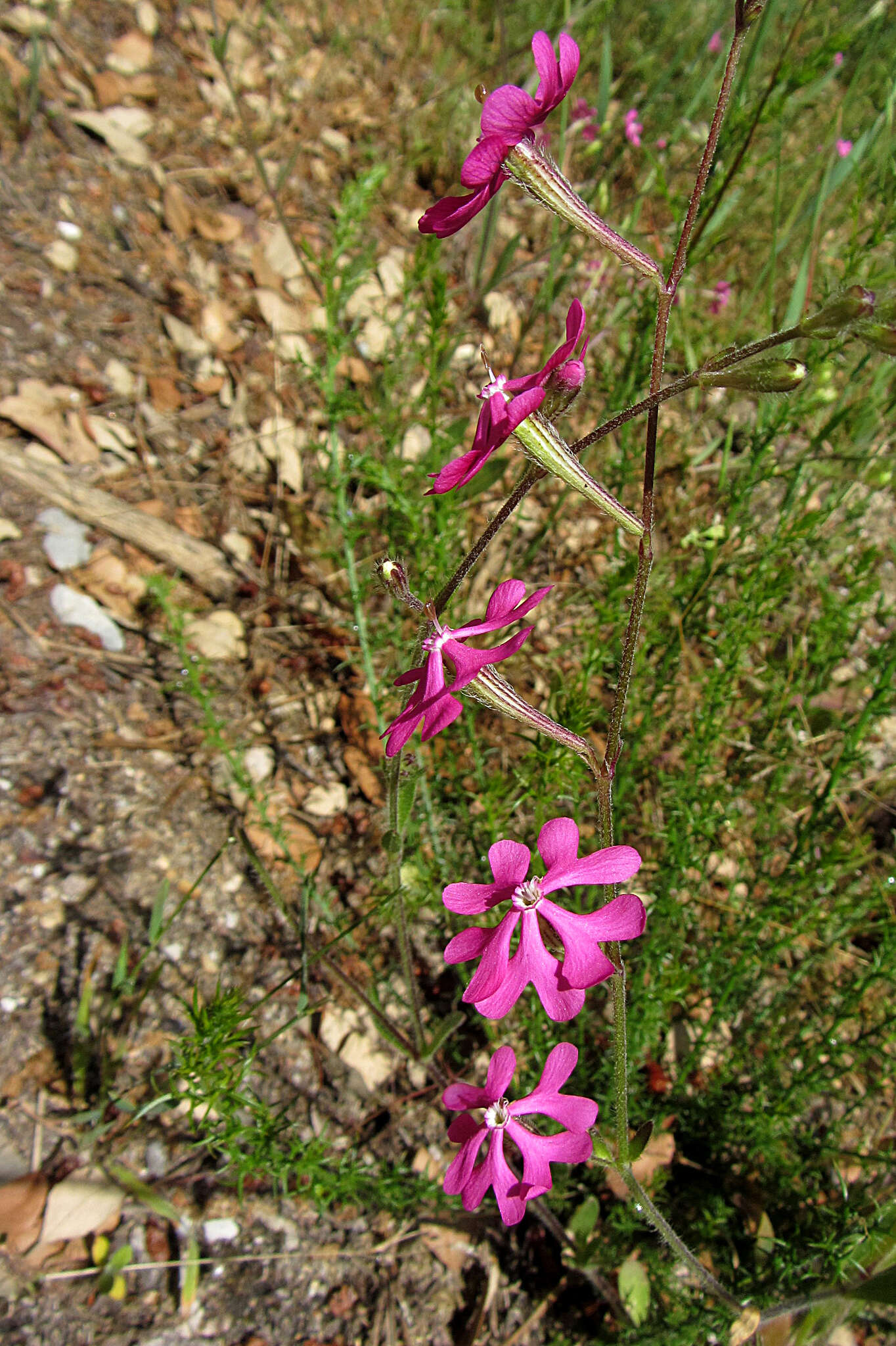 صورة Silene scabriflora Brot.