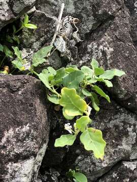 Слика од Solanum miyakojimense T. Yamazaki & A. Takushi