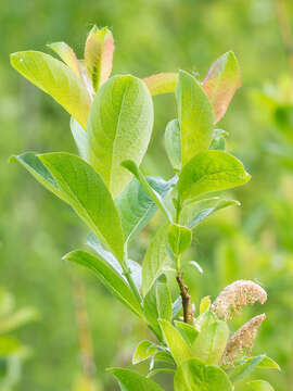 Salix starkeana Willd. resmi