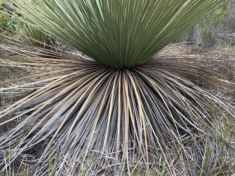 Image of Xanthorrhoea semiplana subsp. tateana (F. Muell.) D. J. Bedford