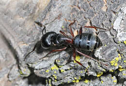 Plancia ëd Camponotus herculeanus (Linnaeus 1758)