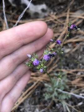 Image of Nevada gilia