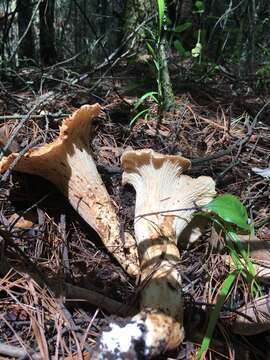 Image of Turbinellus kauffmanii (A. H. Sm.) Giachini 2011