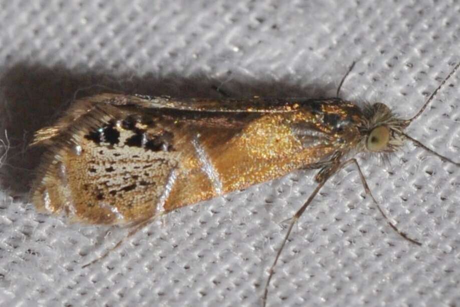 Image of Ridings' Fairy Moth