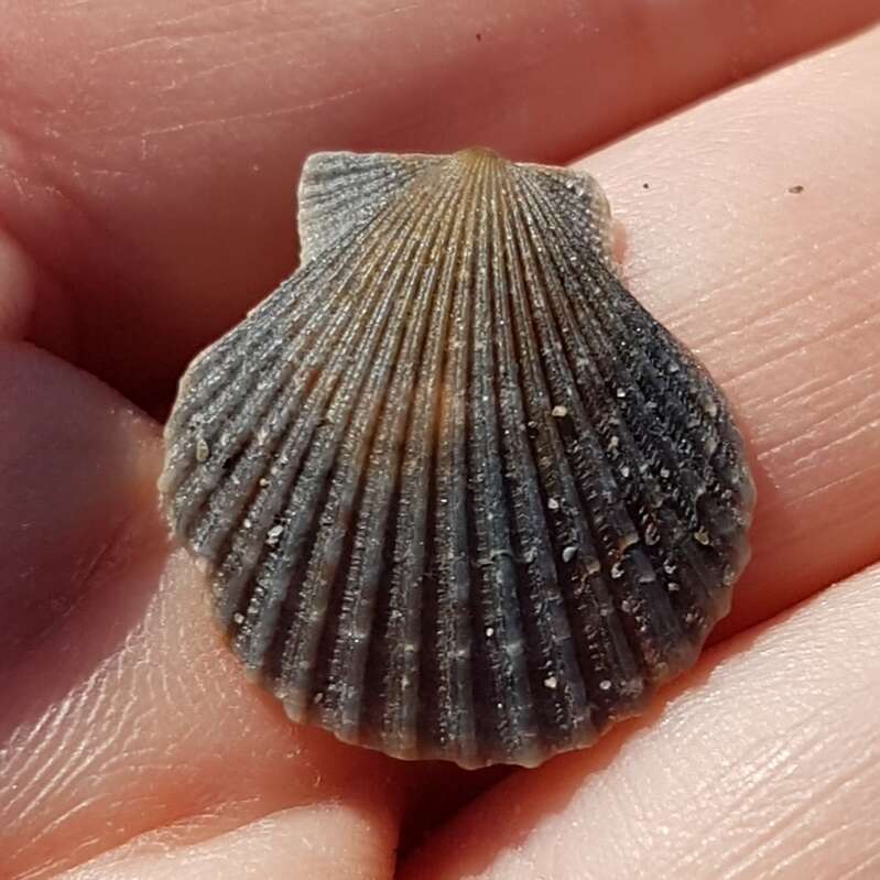 Imagem de Aequipecten opercularis (Linnaeus 1758)