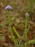 Image of Selago rotundifolia L. fil.