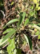 Image of Climbing buddleja