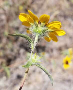 Image of Serpentine Sunflower