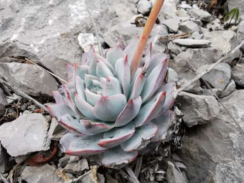 Image of Echeveria peacockii Croucher