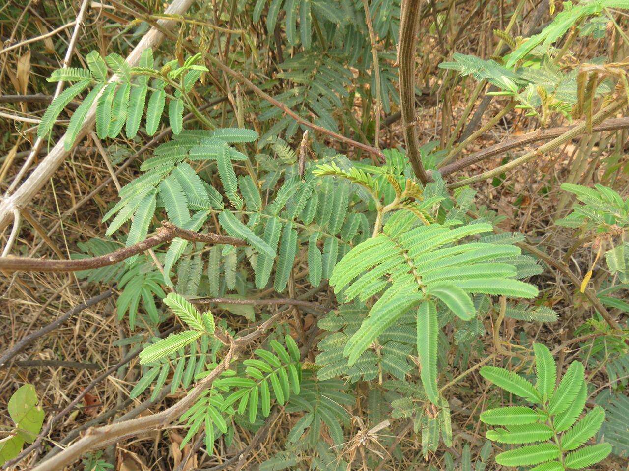 Image of Piptadenia retusa