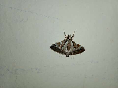 Agrioglypta itysalis Walker 1859 resmi