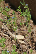 Image of twolobe speedwell