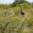 Image of Greater Rhea