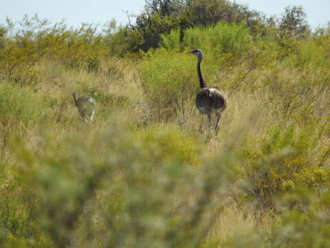 Image of Greater Rhea