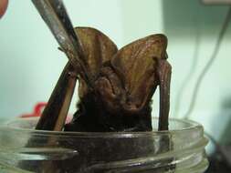 Image of Tropical Big-eared Brown Bat
