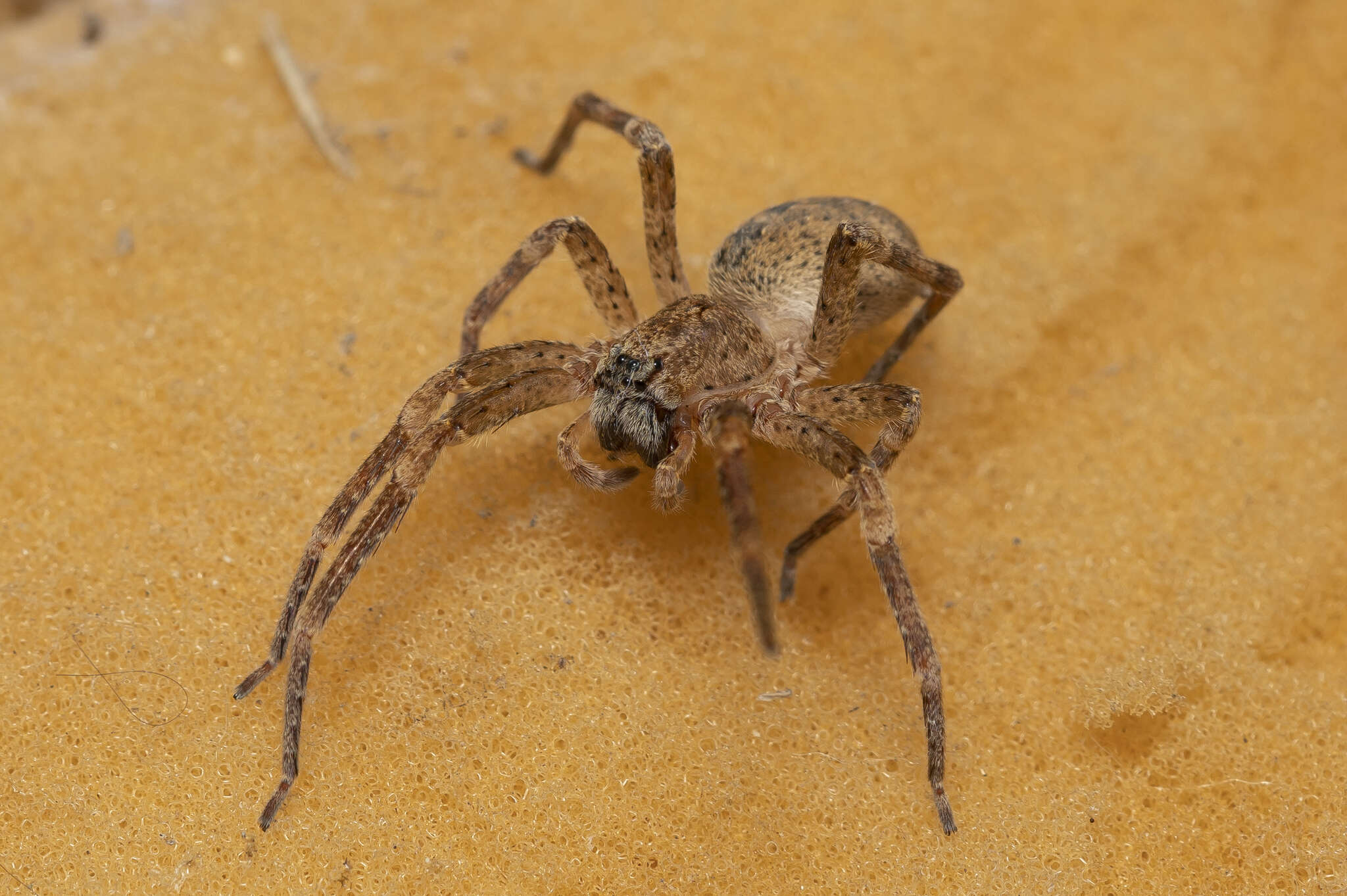 Image de Zoropsis lutea (Thorell 1875)